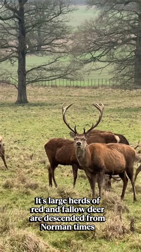 The Most Beautiful Fairytale Castle in North East England #durham