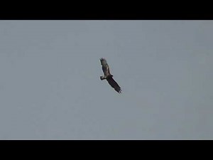 Mäusebussard im Sturzflug auf Beute