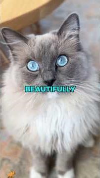 Ragdoll Cat: The Perfect Pet? 😻 Pros & Cons You MUST Know!