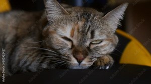 Cat sitting on the chair, looking out to something then change to lie on there, begin to sleep