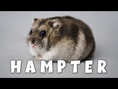 What Happened to my Dwarf Hamster?