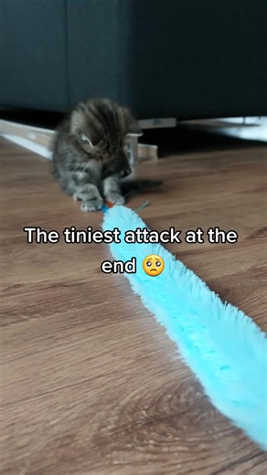 Oops! SOOOO cute 🥺🥺 #ThisisHowWeRoll #tinykitten #tinyfloof #floof #fluffycat #fluffykitten #playfulkitten