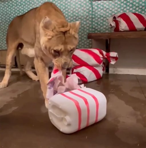 Kansas City Zoo & Aquarium on Reels