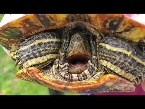 #Turtle #Scream | #Funny #Animals 🐢🐢🐢