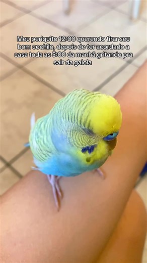 #periquitosaustralianos #periquitofalante #parakeet #budgerigar