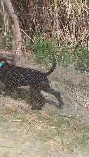 1️⃣ “Confidence Starts Young” Puppy Socialization Training "The first months of a puppy’s life are the most important — this is when they learn about the world, about people, and about themselves. At Braveheart Bio-Dog Academy, we focus on early socialization, balanced training, and play that develops confidence. From meeting new dogs to exploring different environments, we make sure every experience shapes a well-adjusted companion. Start their journey the right way… and you’ll have a confident