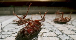Several Cockroaches dying lying on its back on the bathroom, kitchen floor, roach poison, moving its paws. Agony. Cockroaches dying upside down, belly up. Pest control. Cockroach macro, close up.