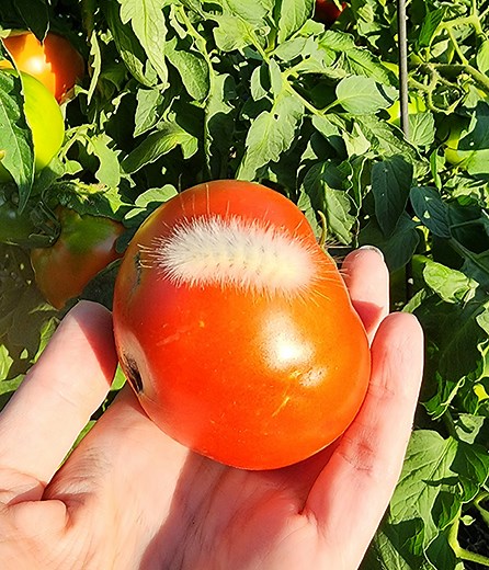 Nature’s Predictions: The Wooly Worm 2024-2025 Forecast