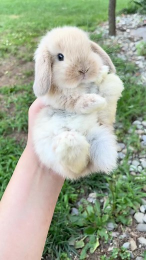 Holland Lop Bunny: A Beginner's Guide to Mini Lop Rabbit Breeds