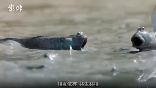 世界海洋日丨保护海洋生态系统，人与自然和谐共生