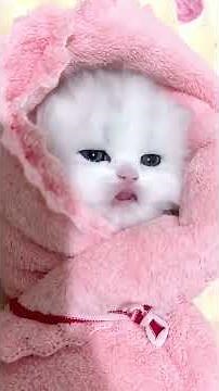 Daily Dose of Cute Cats 🐱 | The Cutest Kittens Compilation Ever!