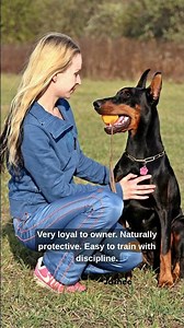 Dobermann Dog Facts