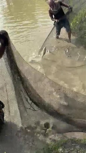Huge Fish Catch in Village Pond | Traditional Net Fishing