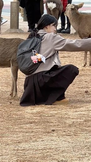 奈良公園で鹿に囲まれた可愛い瞬間 🦌✨ #zoo #文化財 #animals #cute