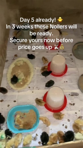 My Noilers are 5 days old today 🐥🔥 Booking for 3 weeks starts NOW! Serious buyers only. Don’t wait till they’re sold out 💛 #noiler #noilerfarming #broodingchicks #farminnigeria #agribusiness