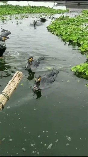 All cute birds work hard for grab a fish.#baotfishing