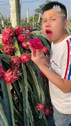 তাজা ফলেই লুকিয়ে প্রতিদিনের বিশেষ অনুভূতি ✂️😋🍉🍍🍎🍈 #shorts #fruit #nature