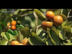 Strychnos nux vomica: the most poisonous fruit in the world, can cause death if eaten accidentally