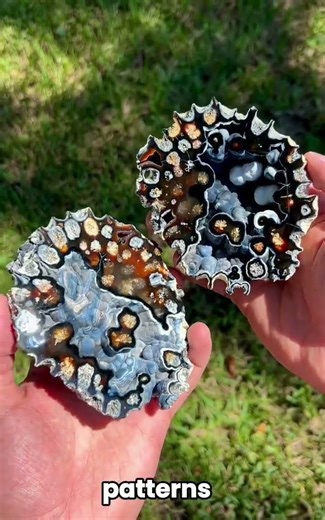 This Looks Like a Human Brain… But It’s Millions of Years Old!