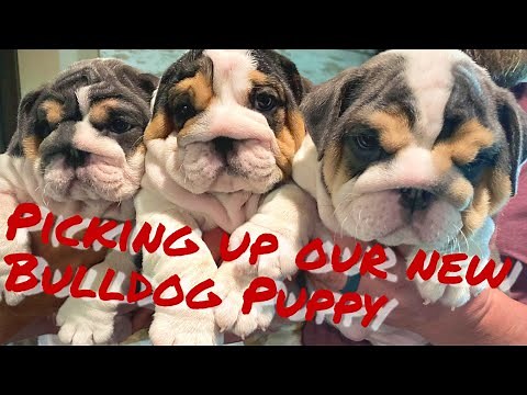 Bringing Home our Bulldog Puppy & What to Know About English Bulldog Puppies