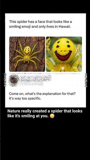 This Hawaiian Spider Has a Smiley Face 😮 Nature's Cutest Mystery!