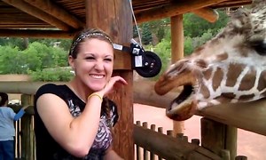 What does a giraffe give in return for food? Kisses! 😍🦒🦒#Giraffe #Animals | Animalistic