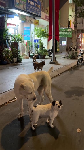 Doris the biggest dog on earth | Huge Dog