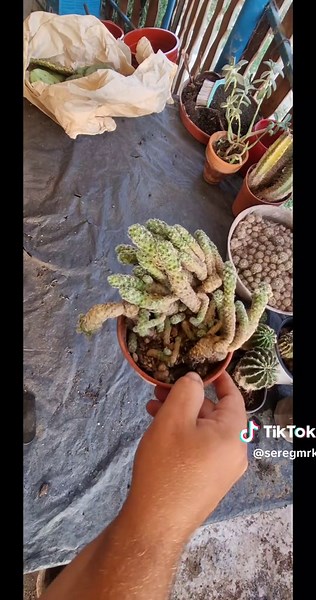 Kaktuszok csomagolása és átültetése