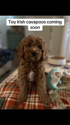 Toy Irish Cavapoos coming the end of April. Here’s a look back at last years litter. #cavapoo #puppy