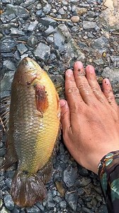 হাত চিপ দিয়ে লোকটি কত বড় কৈ মাছ ধরলে দেখেন #vlog214