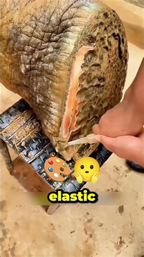 How Simple Scrubbing Protects an Elephant’s Health