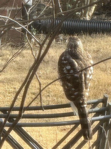 Maryland Bird Watchers' And Identification Group | Hello! We have this yard visitor in Suitland, MD—I don’t have my camera, so this is a phone photo, but what do you think it is | Facebook