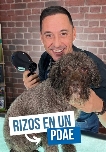 Cómo lograr rizos definidos en tu Perro de Aguas