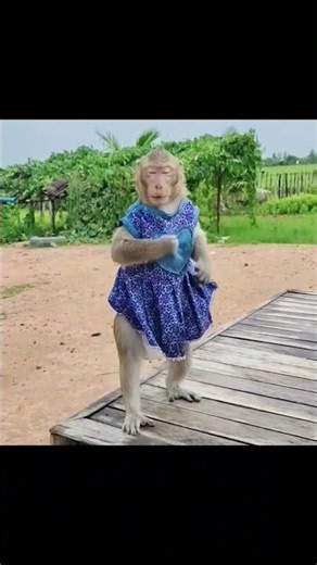Shally the Monkey Dancing on the Market Stall💃 #animal #monkey #shally #funny #yaya #dailyanimals