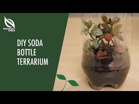 Make Your Own Soda Bottle Terrarium
