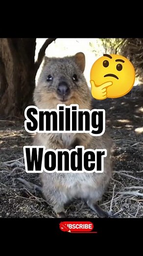 Meet the Quokka – The Happiest Animal in the World!