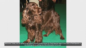 Common Health Issues in Field Spaniel Dogs: What You Need to Know