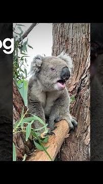 Grumpy Koala Bellows at New Neighbour || ViralHog
