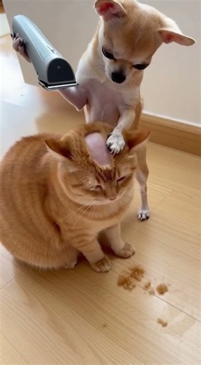 Chihuahua’s Haircut Fails Badly — Cat Left With a Bald Spot!#cat #dog #funnyanimals #shorts