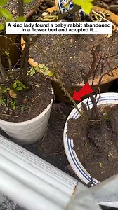 5.1K views · 77 reactions | Abandoned baby bunny #wildliferescue #rescue #animalfriendshipgoals #cute#bunny #rabbit #lovestory | Dr. Rescue | Facebook