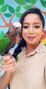 4.9K views · 418 reactions | Red-fan Parrot! Have a look back with Zoological Officer, Sharleen Khan, as she tells about Jasper, the Red-fan Parrot! Jasper is an Animal Ambassador for Education at the Emperor Valley Zoo. #ZooEducation #EmperorValleyZoo #Redfanparrot | Emperor Valley Zoo | Facebook