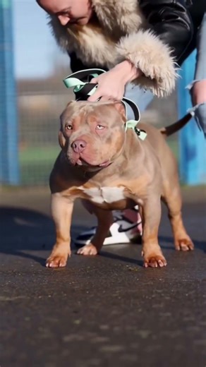 dog dangerous dog in world #viral#video#viralvideo #pitbull #top10strongestdogs.