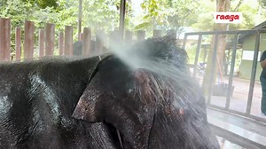 54K views · 1K reactions | Join the Kalakkal Kaalai team as they visit the National Elephant Conservation Centre!  Watch as they share adorable and fun moments with the majestic elephants. From playful interactions to unforgettable experiences, it's a journey filled with joy and connection. Don't miss out on the cuteness overload! ✨ #ElephantLove #KalakkalKaalai #adventurechallenge | Raaga (Malaysia) | Facebook