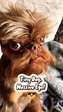 Brussels Griffon: The Tiny Dog That Thinks He Runs Your Life! 😂🐶 #dog #dogs #funny #funnyvideo