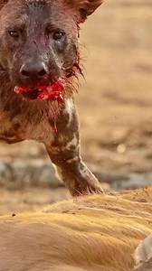 7.1K views · 101 reactions | FollowIG @bigcatsnamibia Now ! Why do...