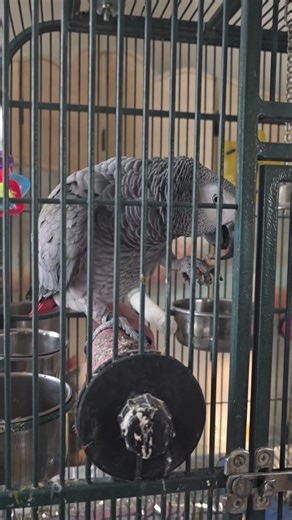 Ebony the African grey parrot enjoying her morning cashew