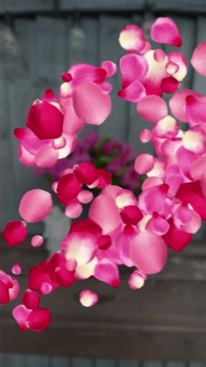 Mastering the art of styling blooming pink azalea bonsai trees.🌸🌸
