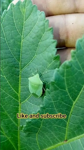 Is This A Secret Alien? 👽 Nature’s Most Camouflaged Insect Caught on Camera! #wildlife #nature