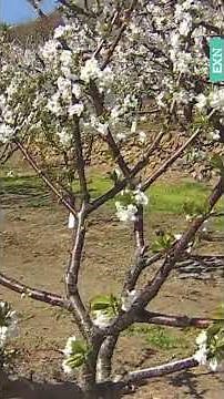 Cherry blossoms: tradition and nature in Extremadura