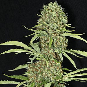 Jamaican Dream by Eva Seeds, feminized marijuana seeds